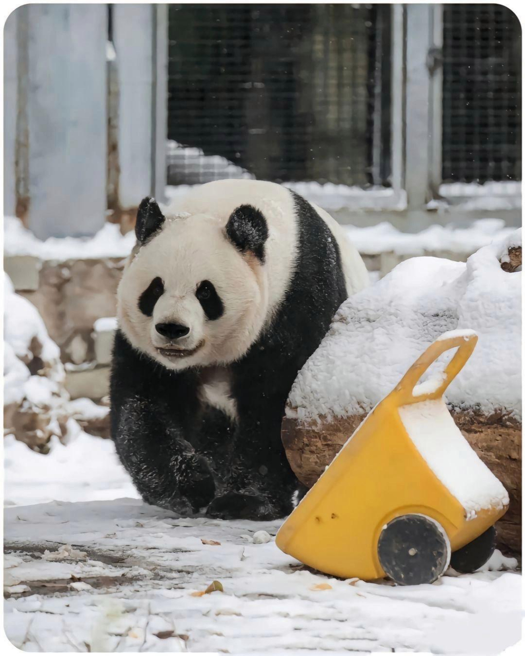 第一次看见萌兰是萌兰在雪地里吃竹笋.  以前从来不觉得熊猫有表情.