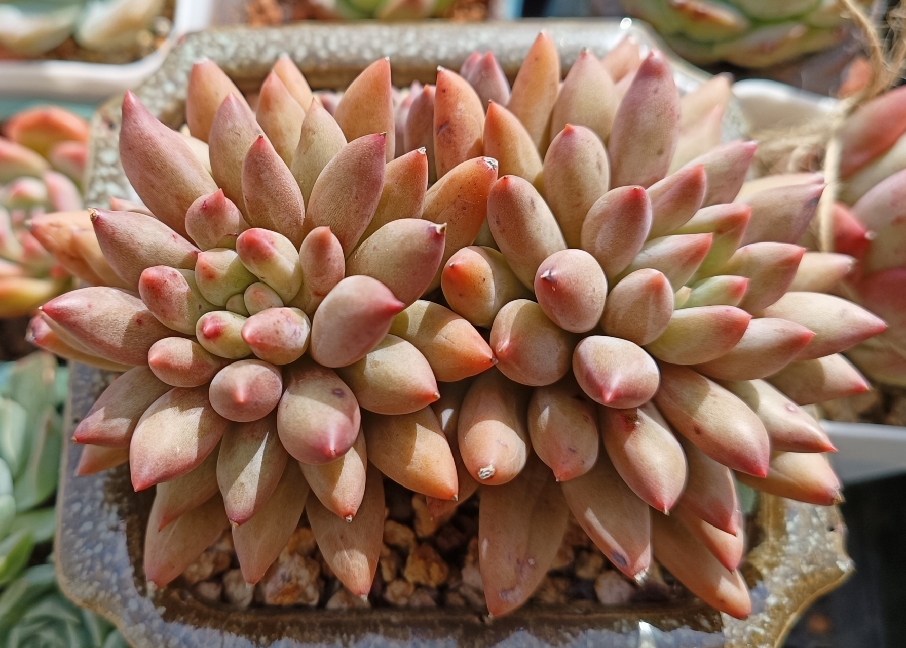 去年冬天在大棚买的多肉,大棚主说是红蜻蜓杂,怎么越长越像车厘子?