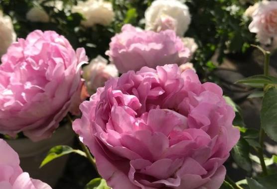 月季花伊芙草莓树、刺绣