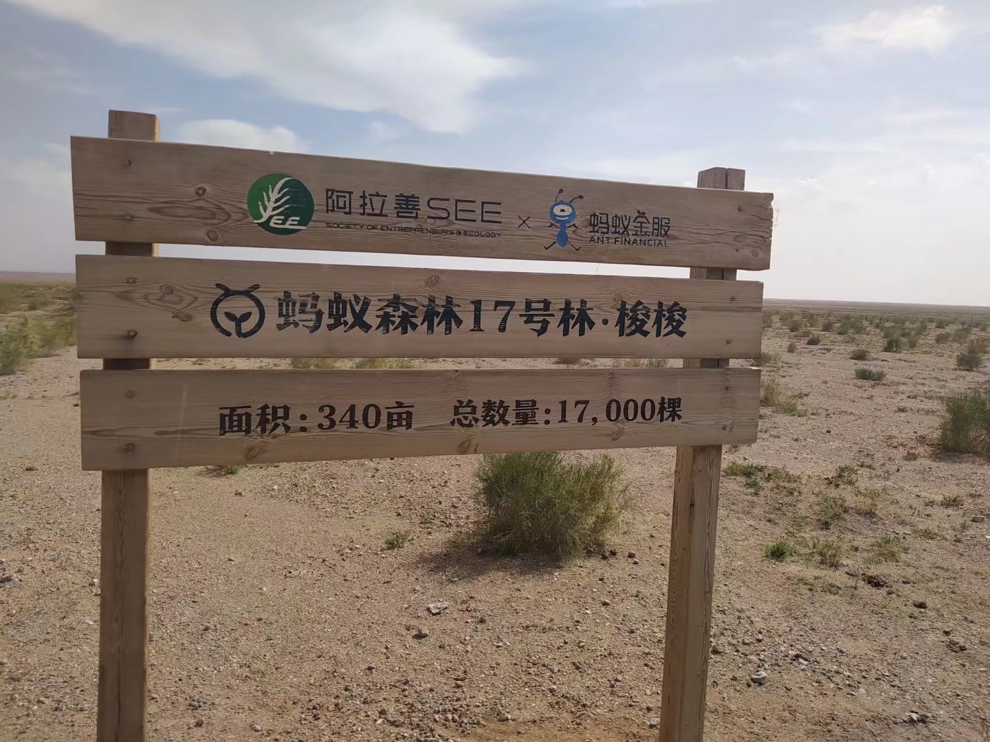 蚂蚁森林的种梭梭树,你参与了吗?