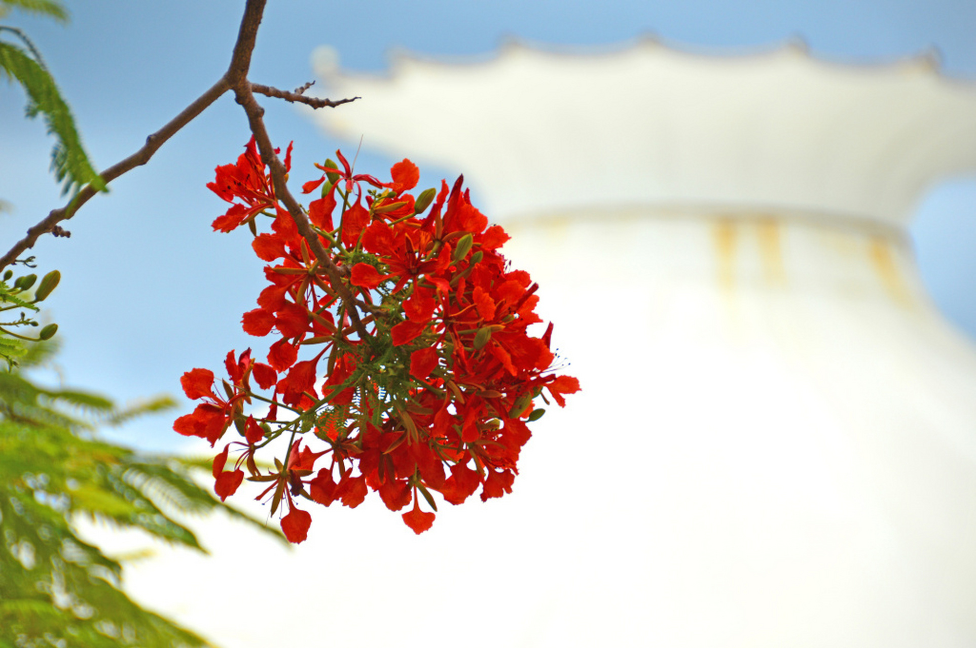 五月,海南三亚的凤凰花盛放.