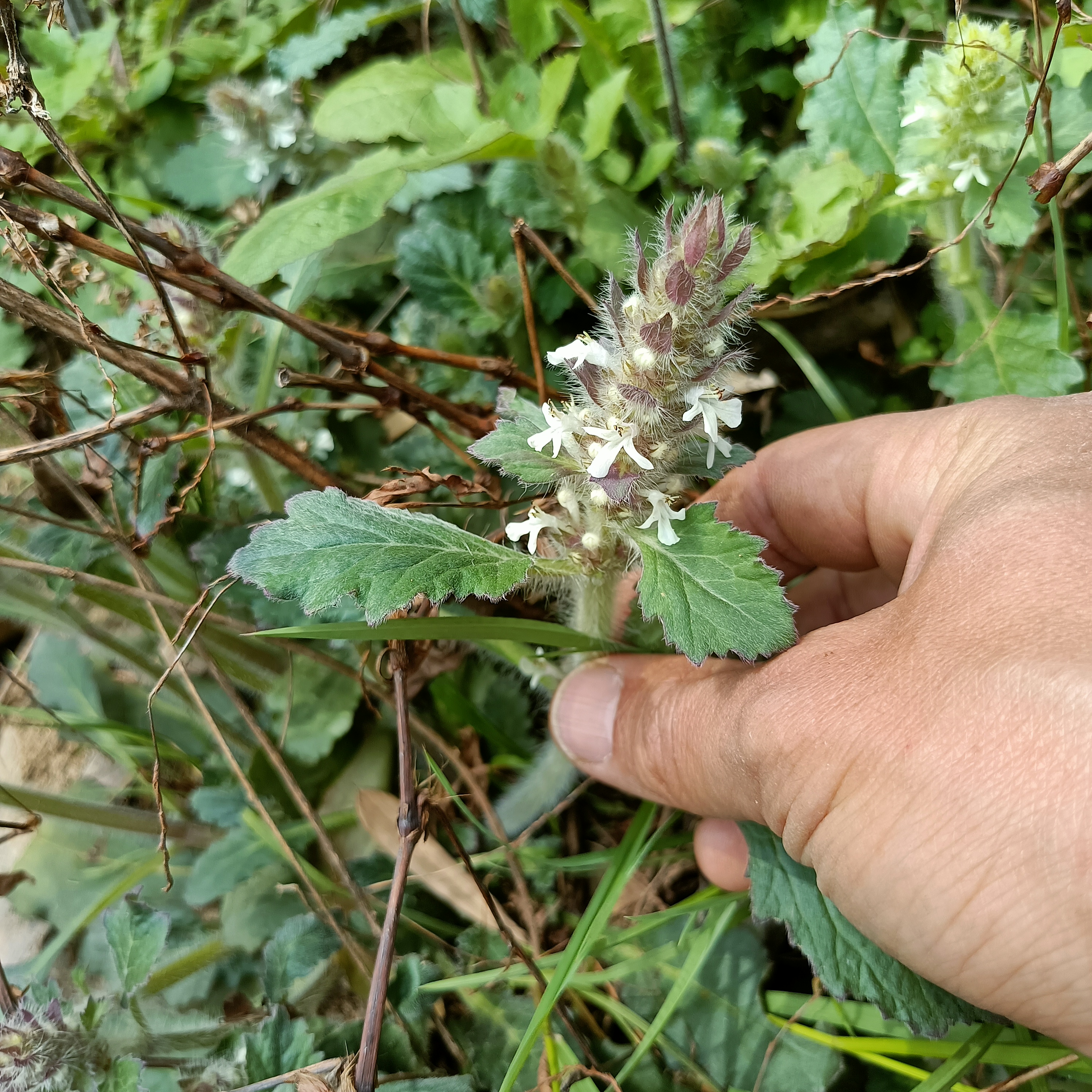 纯天然野生白毛夏枯草筋骨草白头翁