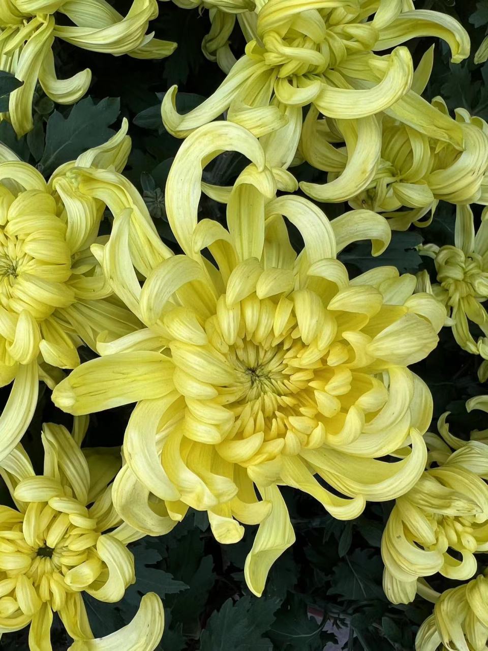 秋天风景# 秋菊,秋天当令之花.