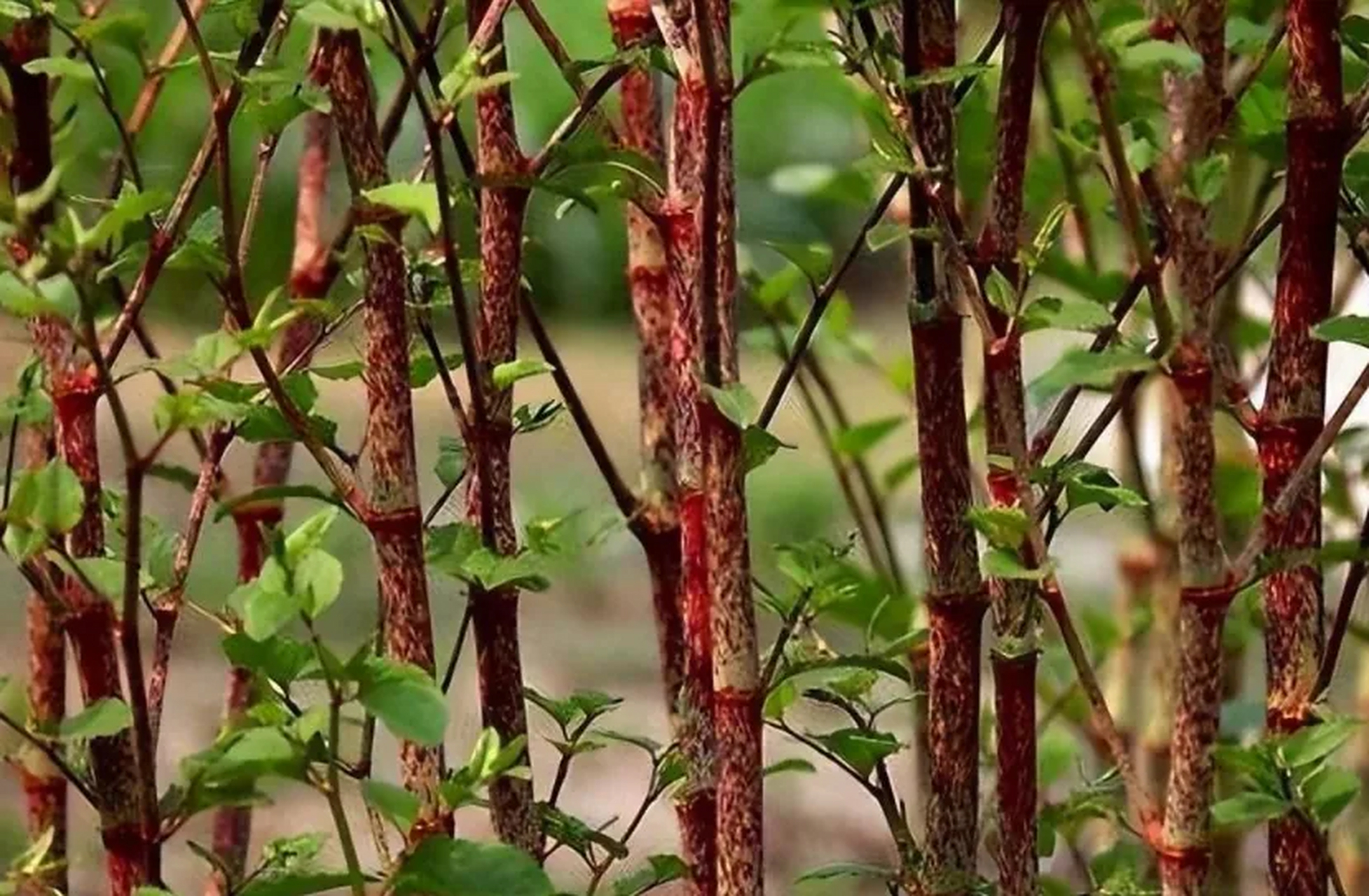 老人叫它"痛风克星",曾在农村泛滥成灾,2023年罕见又珍贵,遇见别乱挖!