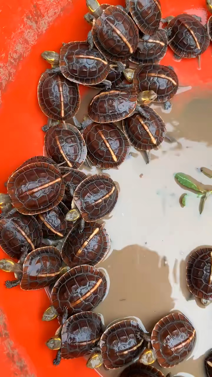 外池仿自然环境人工专业养殖黄缘龟,证件齐全