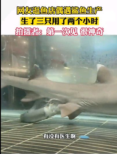 网友逛鱼店惊喜偶遇鲨鱼产子过程