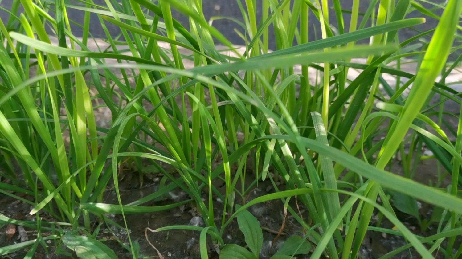 种植韭菜难出苗怎么办?只需做好四点,一星期出苗