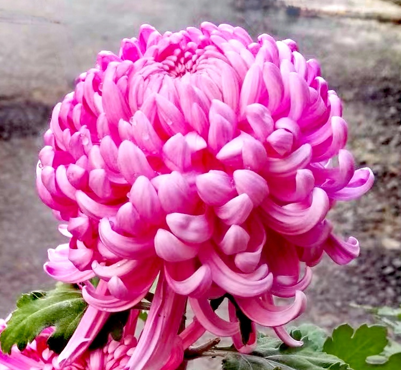 九月动态激励计划# 菊花——粉葵  粉葵,花朵绣球型,花粉色,大型花.