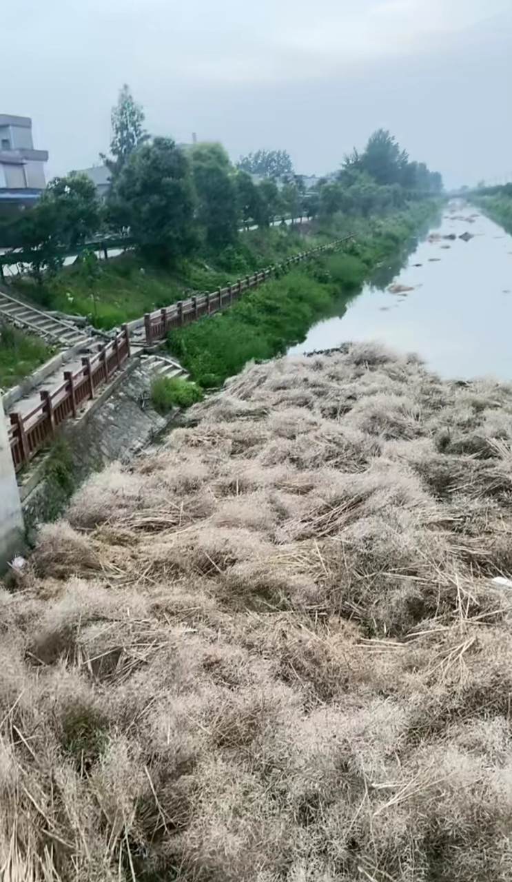 这么多,也不知道谁扔的,这都堵塞河道了!