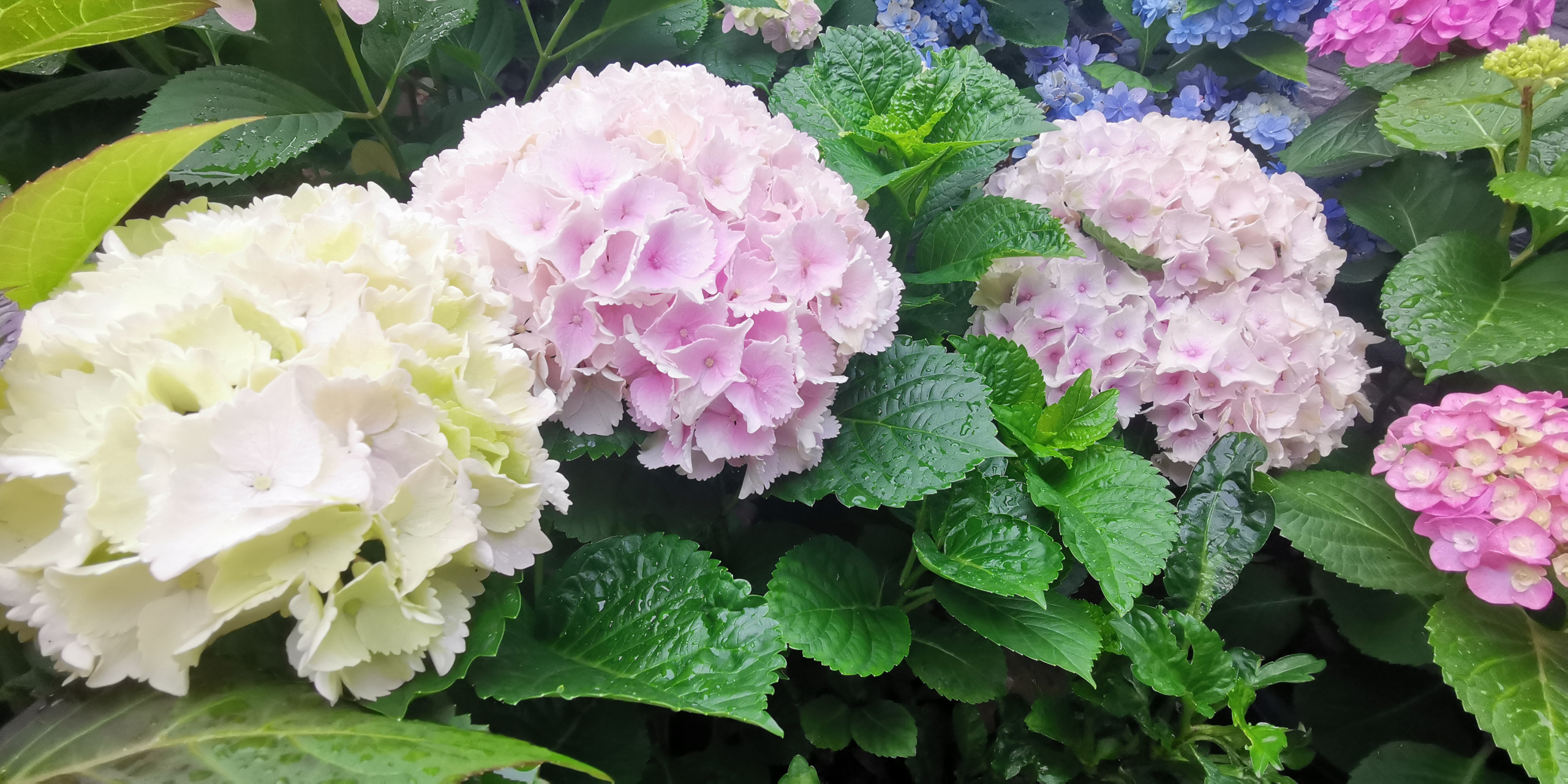 园艺# 绣球篇:品种名称魔幻海洋,花朵巨大,又是一款自带仙气的绣球花