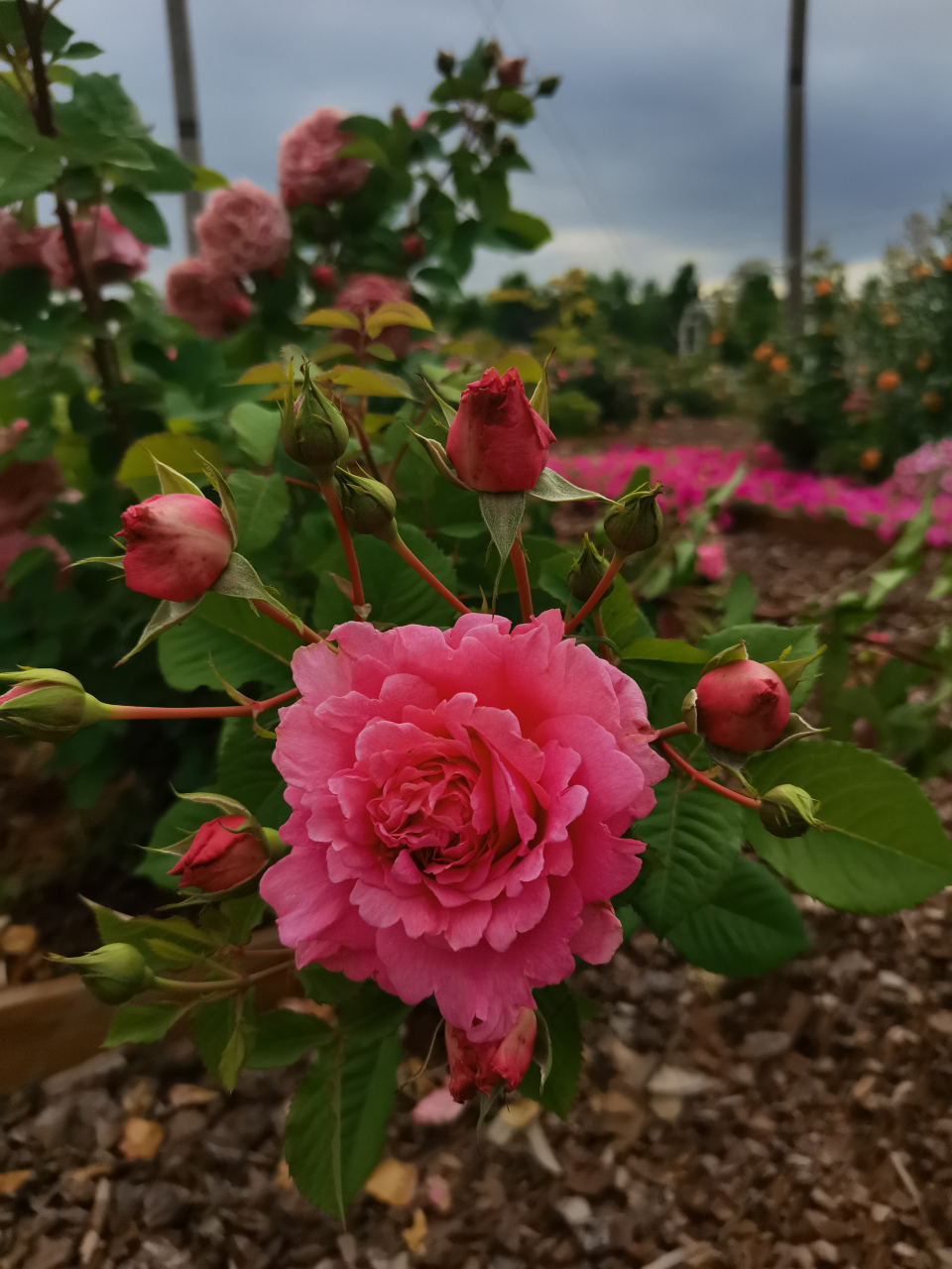 [小红花]花色以红色为主,其他有白,黄,粉红,玫瑰红等.