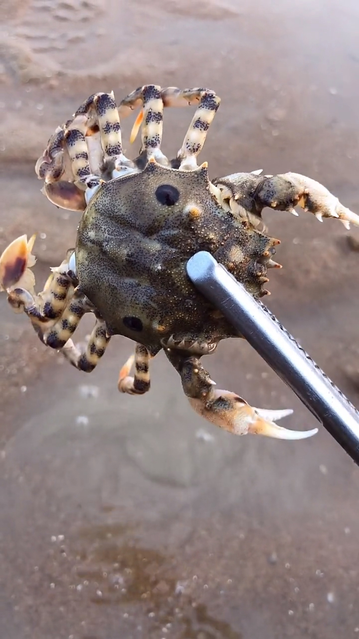 赶海发现鬼面蟹