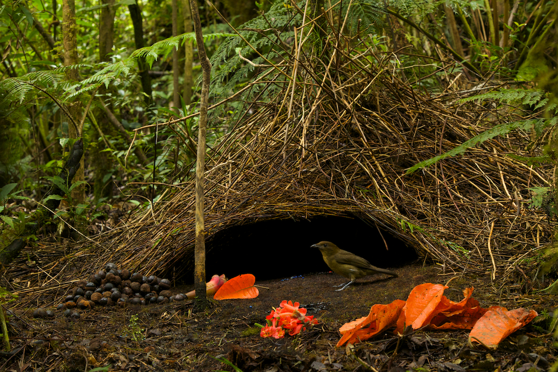 动物界的建筑师——褐色园丁鸟  既没有美丽的外表, 又不擅长歌舞