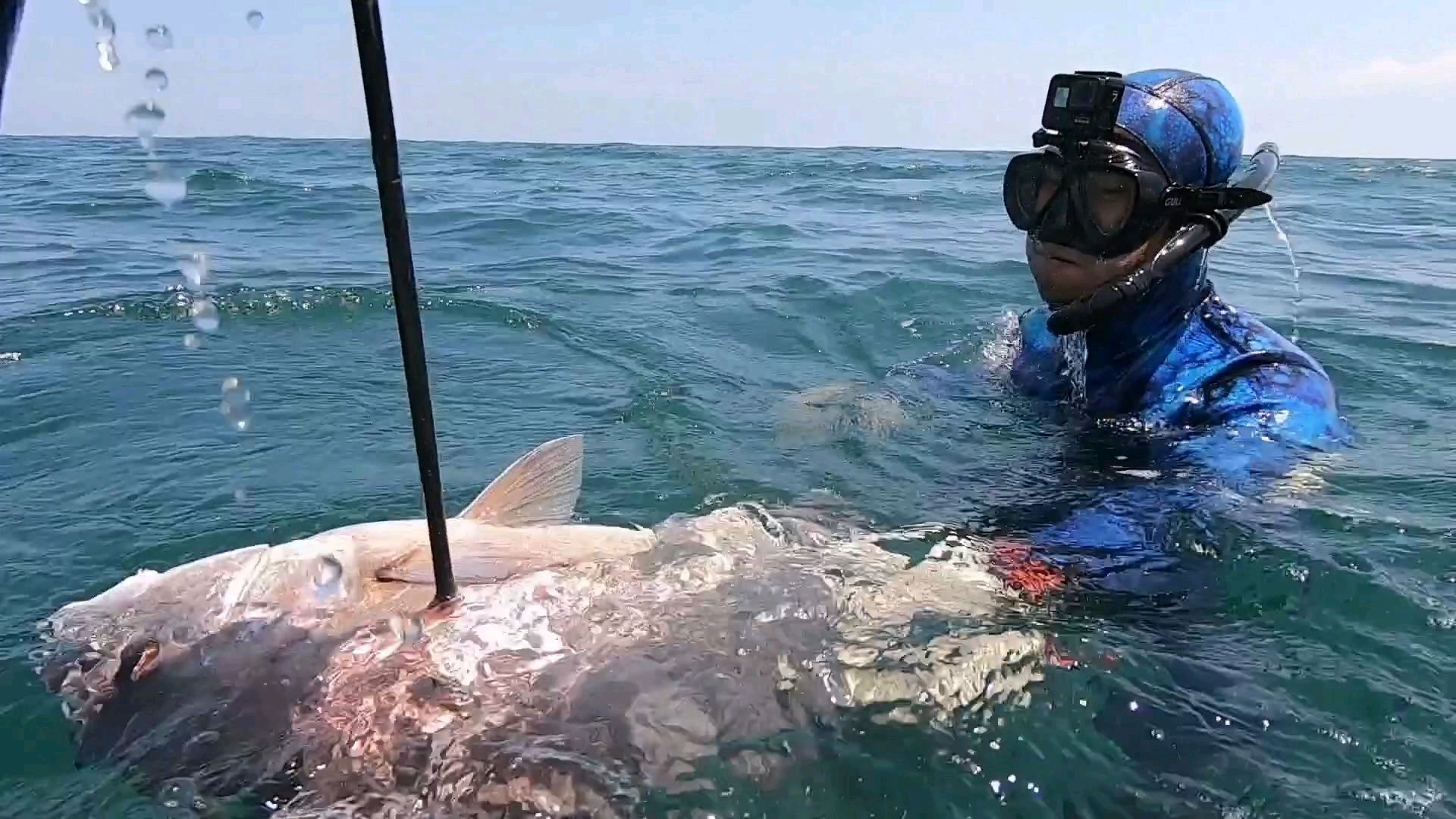 续:再战鲨鱼海,大丰收巨唇鱼群,一条名贵毒物大黑金碾压全场