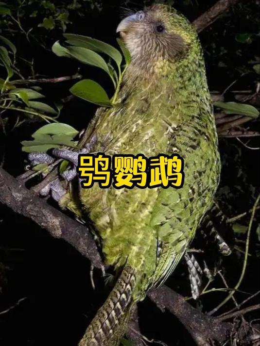 傻鸟王中王鸮鹦鹉,唯一不会飞的鹦鹉!