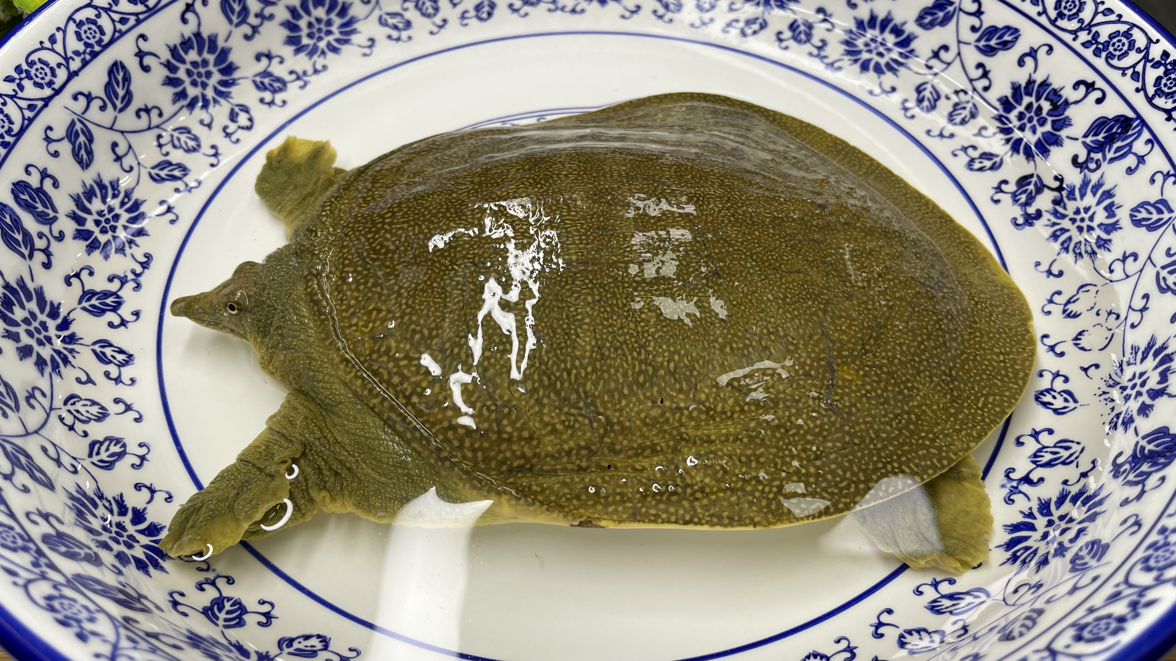 活甲鱼这样宰杀才正确，掌握这些小技巧，腥味毒素跑光光，涨知识