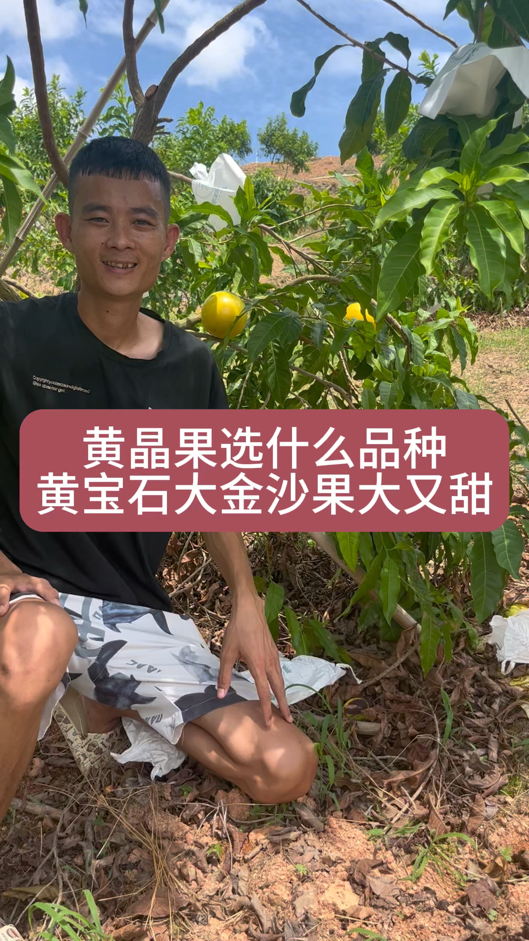 黄晶果你选什么品种?