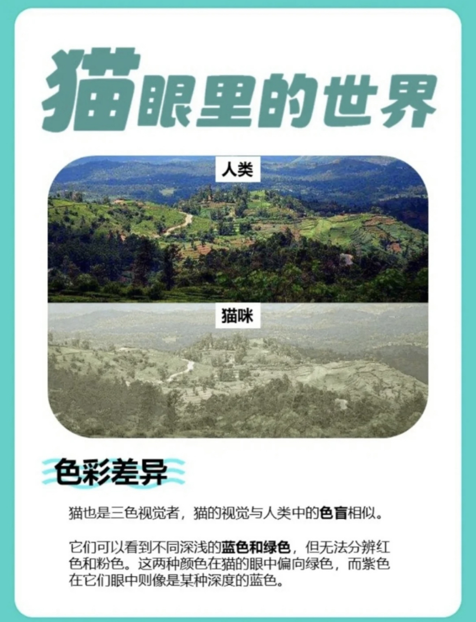 科普篇|猫猫眼中的世界原来是这样啊[旅行]