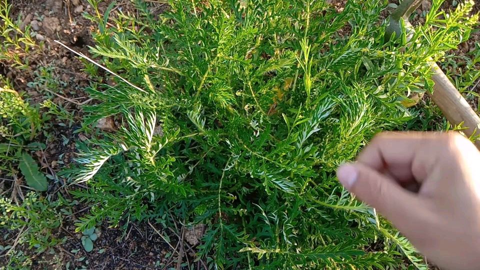 这种野草叫委陵菜,春末夏初刚好吃,你认识吗