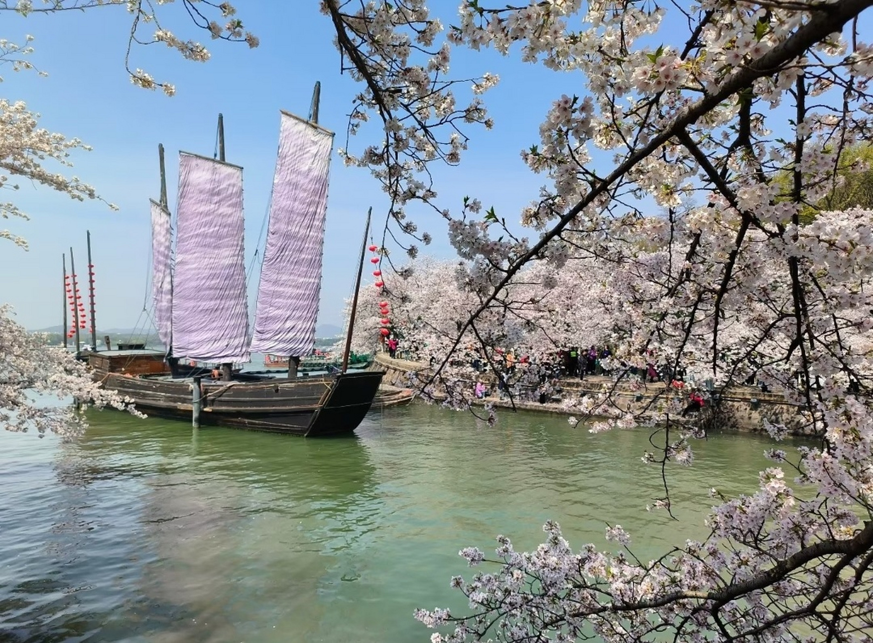 无锡樱花谷94(4)