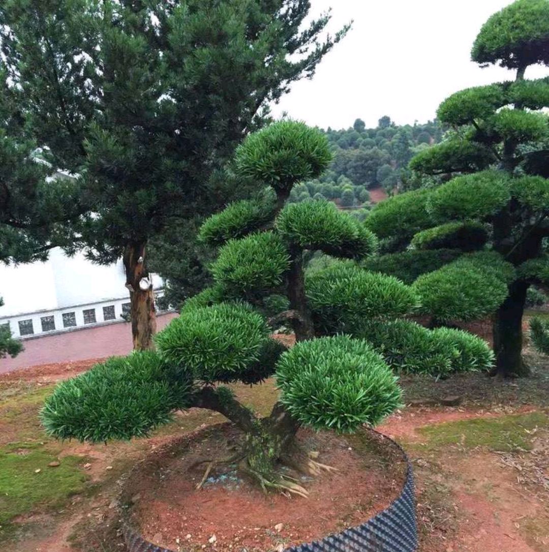 罗汉松小苗,用这几招,早日长大变盆景