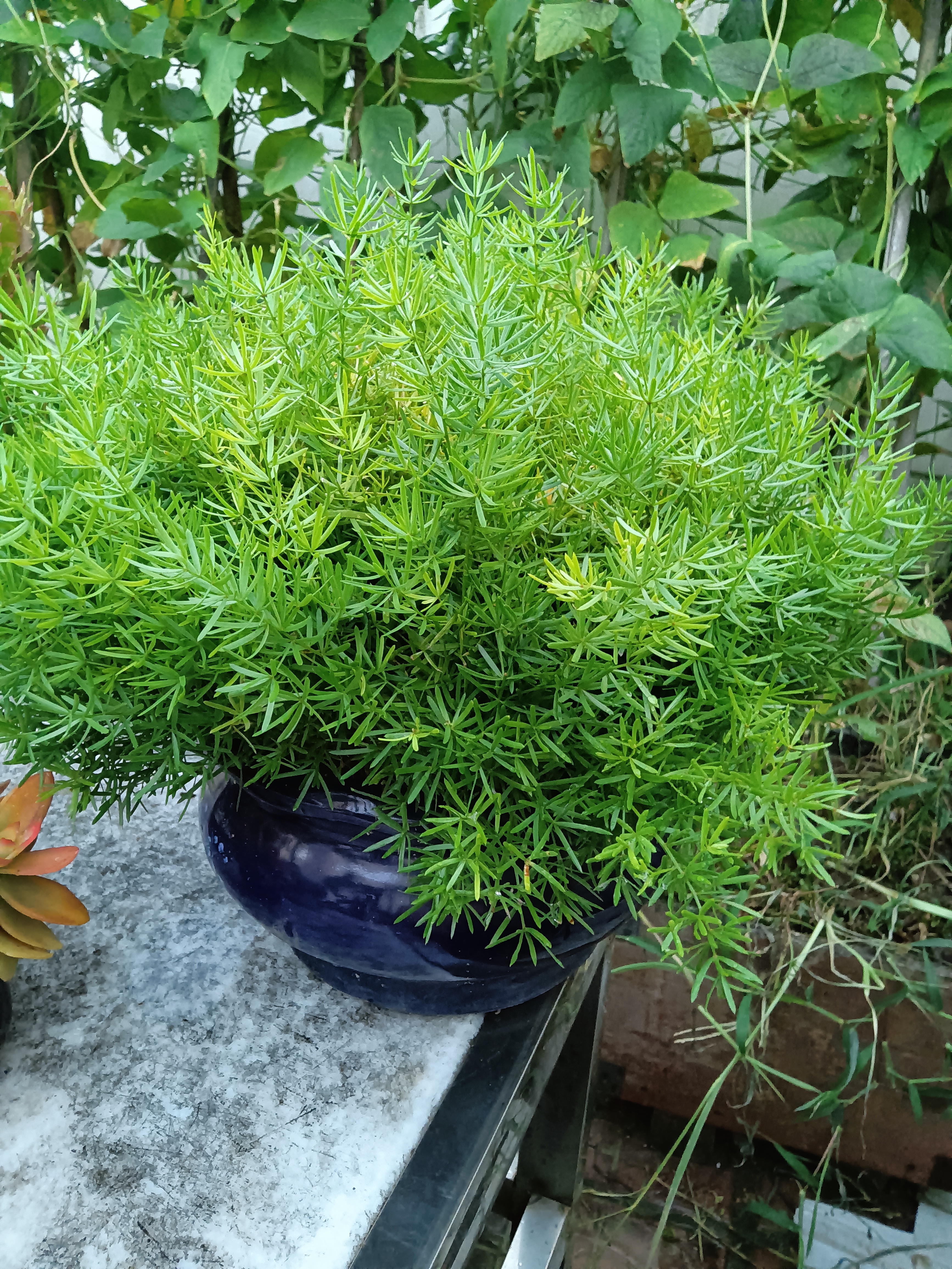 又该理发了,姑且叫它天门冬吧,因为当初给我种时就不知叫什么