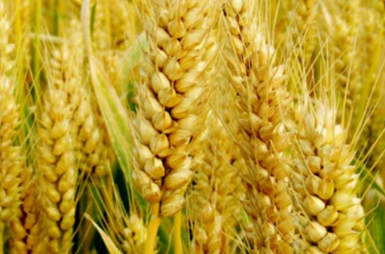 乐土808小麦品种图片