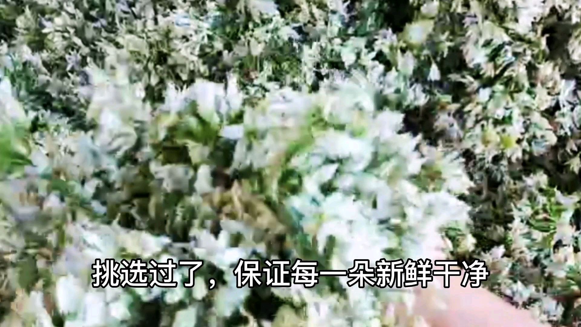 在内蒙古跟着一起加工了野韭菜花酱,没想到过程如此简单