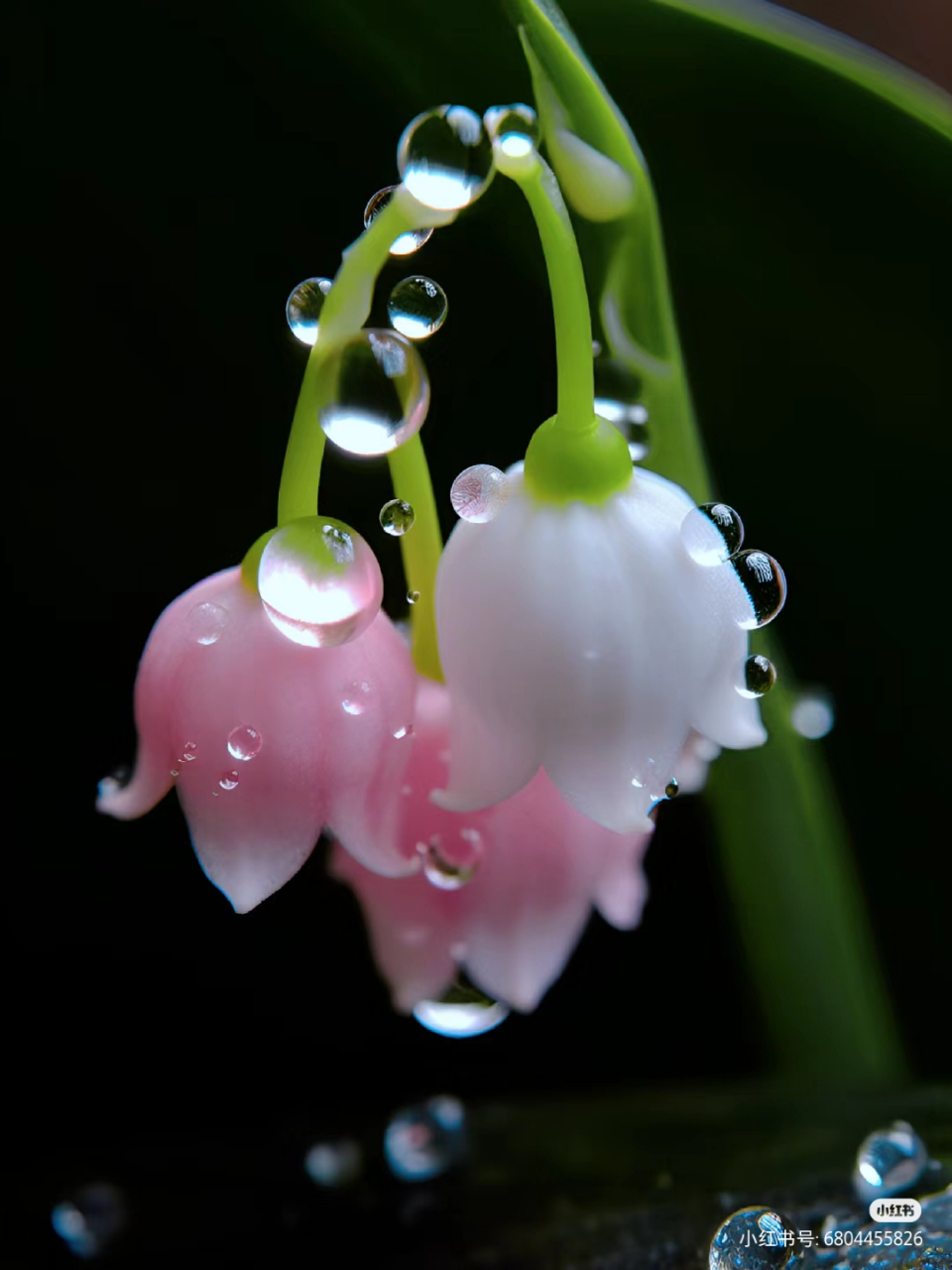 带露珠唯美花朵的图片图片