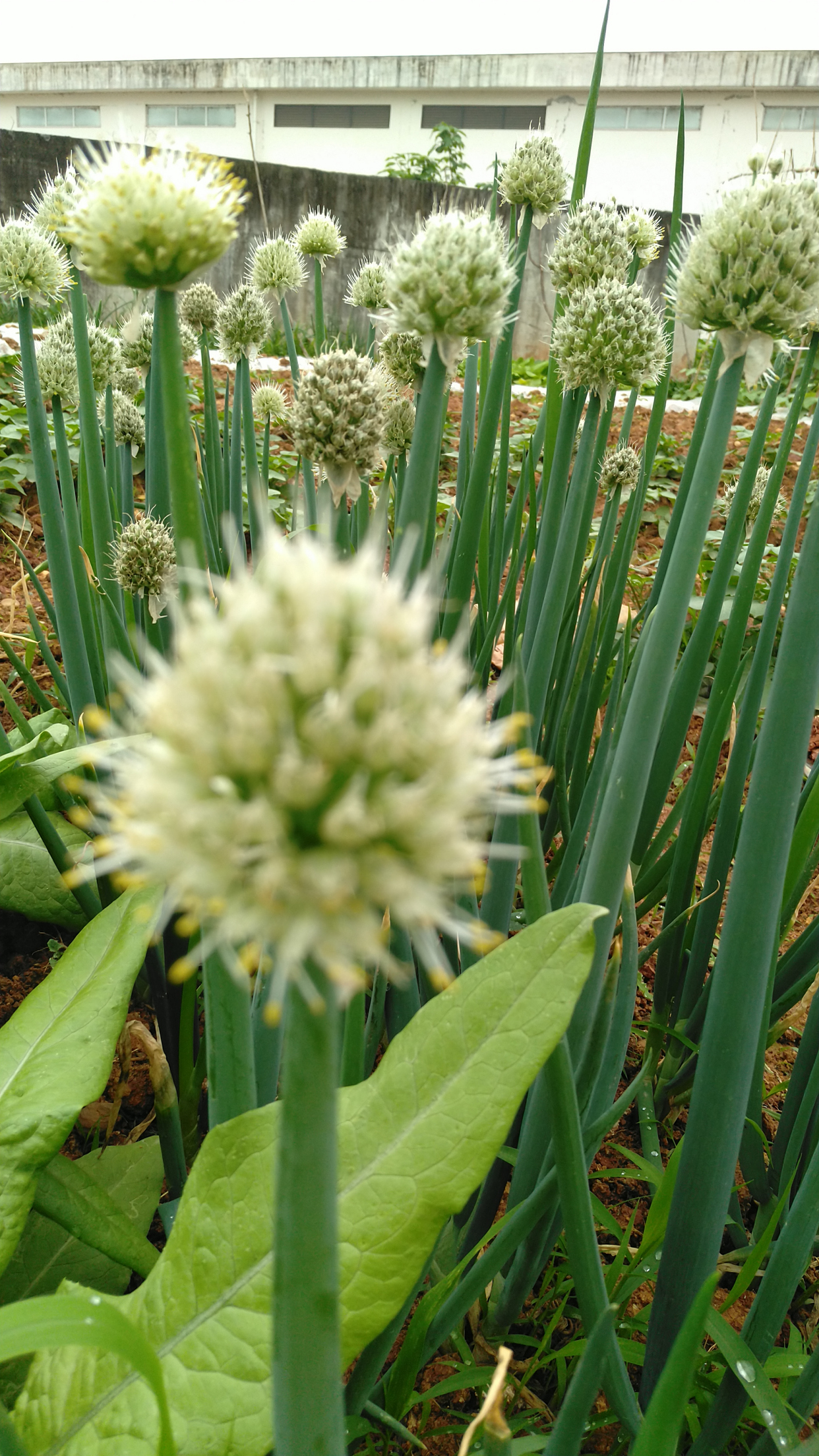 你认识葱吗?地里的葱开花了,看上去毛绒绒的样子!