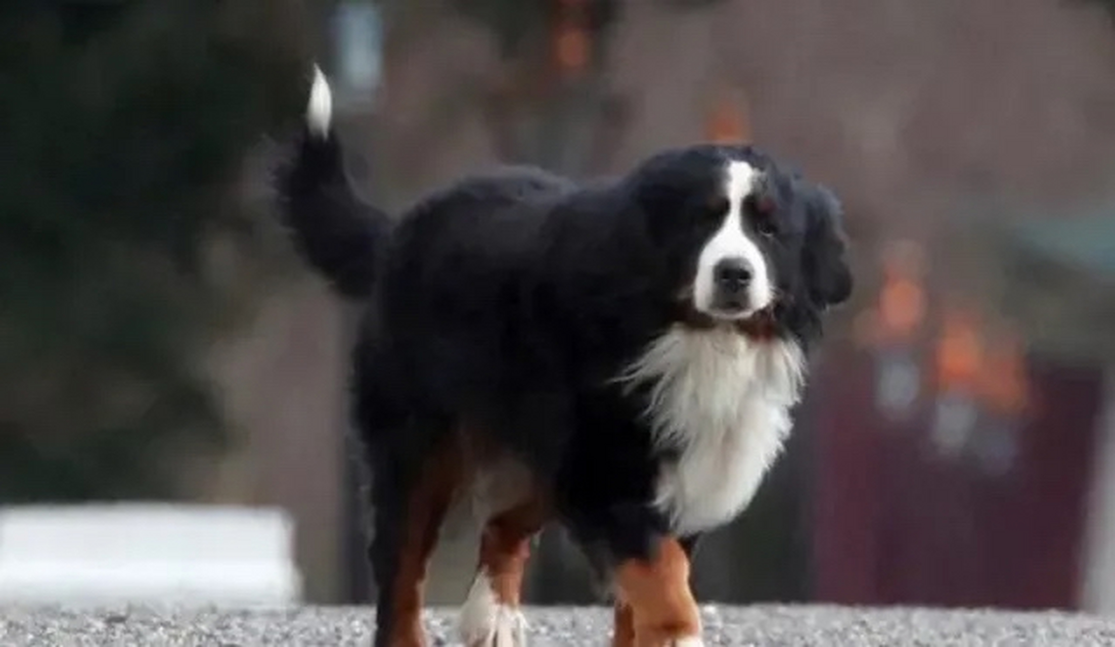 上周冷落拜登的爱尔兰总统的爱犬离世  该犬种为伯尔尼山犬,年龄为