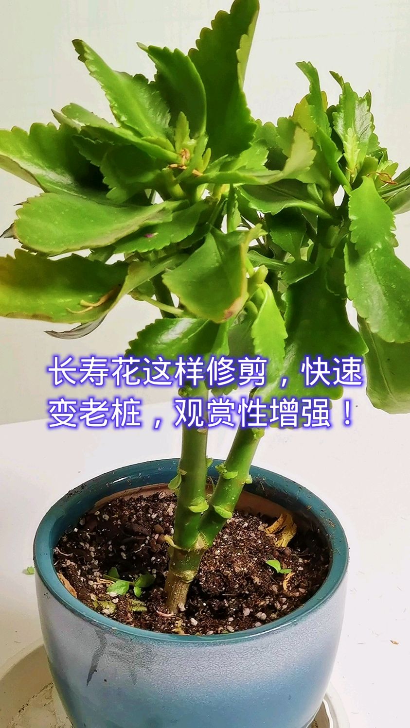 长寿花这样修剪快速变老桩观赏性增强
