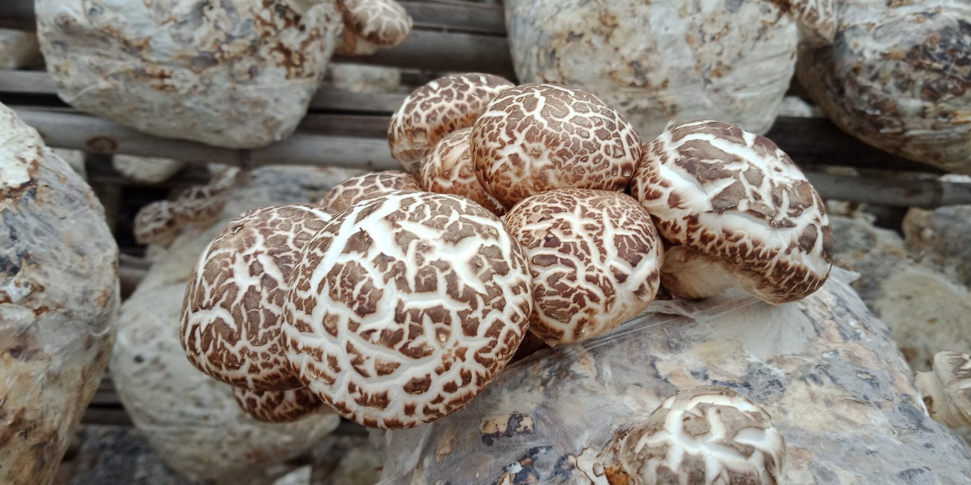 河南泌阳花园街道香菇产业助推农村精准扶贫!