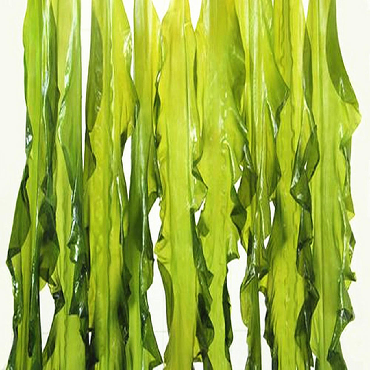 海带种类与作用  海带(laminaria japonica)是多年生大型食用藻类