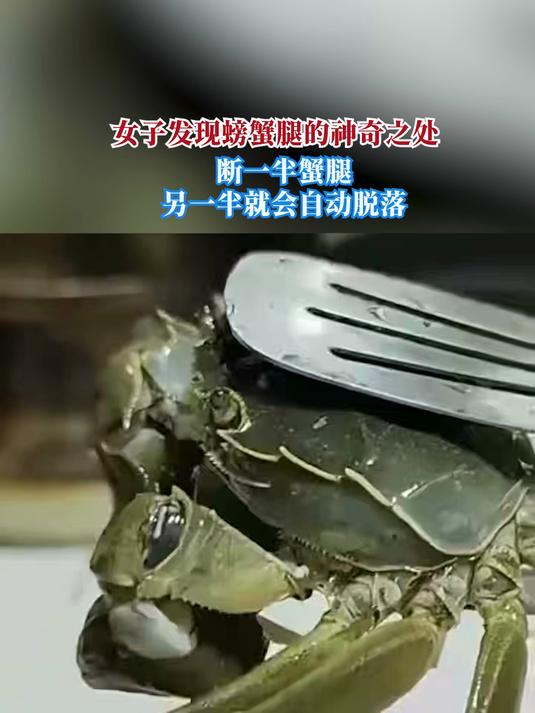 女子发现螃蟹腿的神奇之处