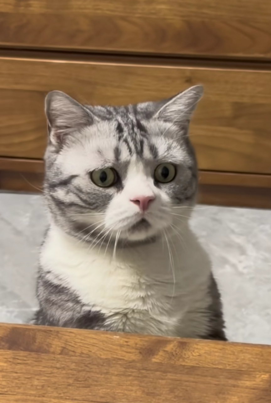 让猫咪惊讶的事,好好的,爸爸干嘛要咬妈妈的嘴巴