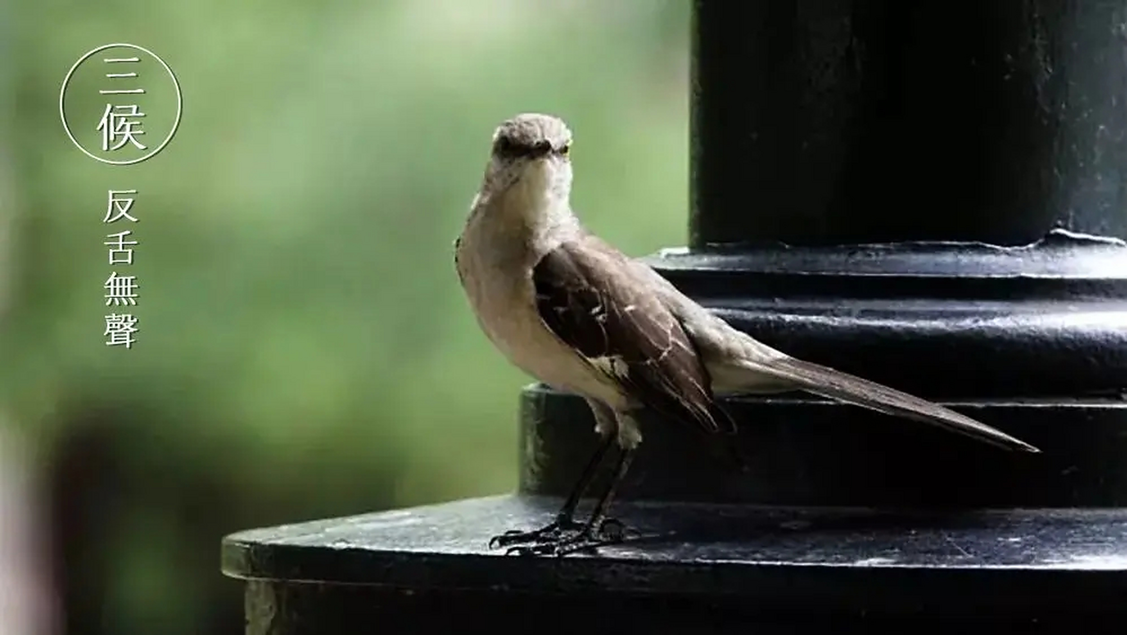 芒种有三候  芒种一候"螳螂生",古人认为芒种时节螳螂破茧而出.