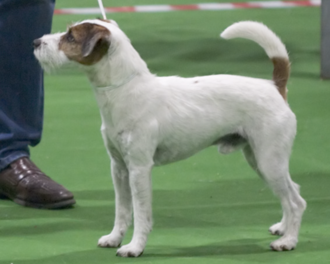 狗狗品种大全之熊猫牧羊犬,蝴蝶犬,帕森罗素梗,帕特大勒梗犬