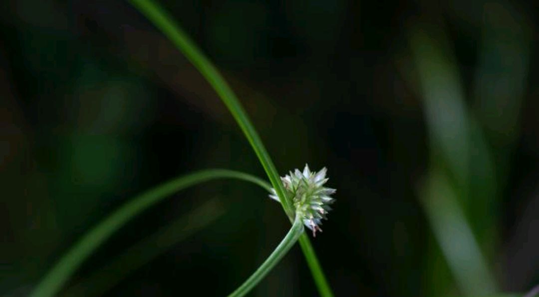 村屋旁边都有的:三荚草!不认识吧!没事就挖两颗回家煮水喝吧!