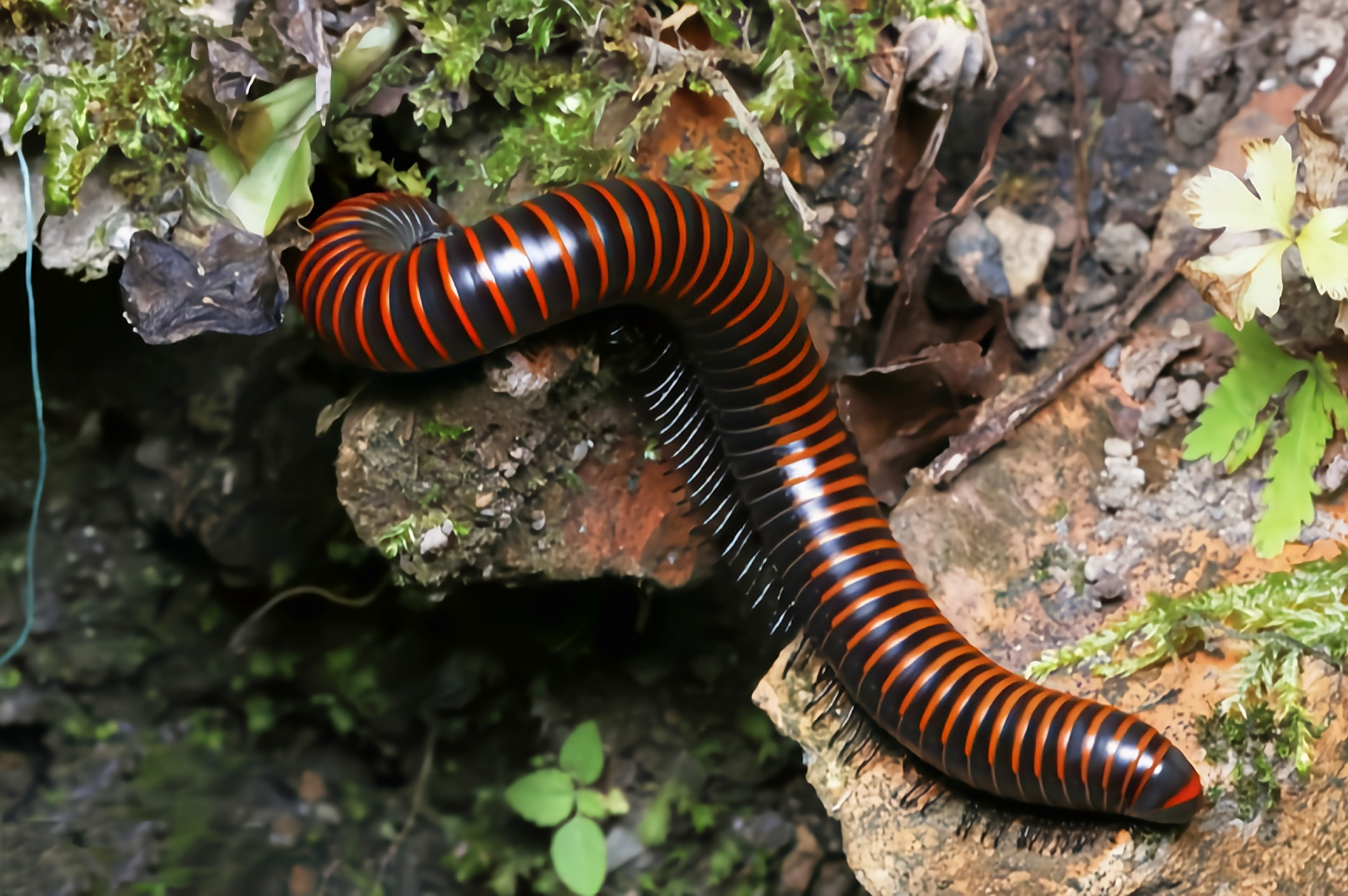 每天认识一种动物——宽跗陇马陆 宽跗陇马陆,原产于亚洲东南部,我国