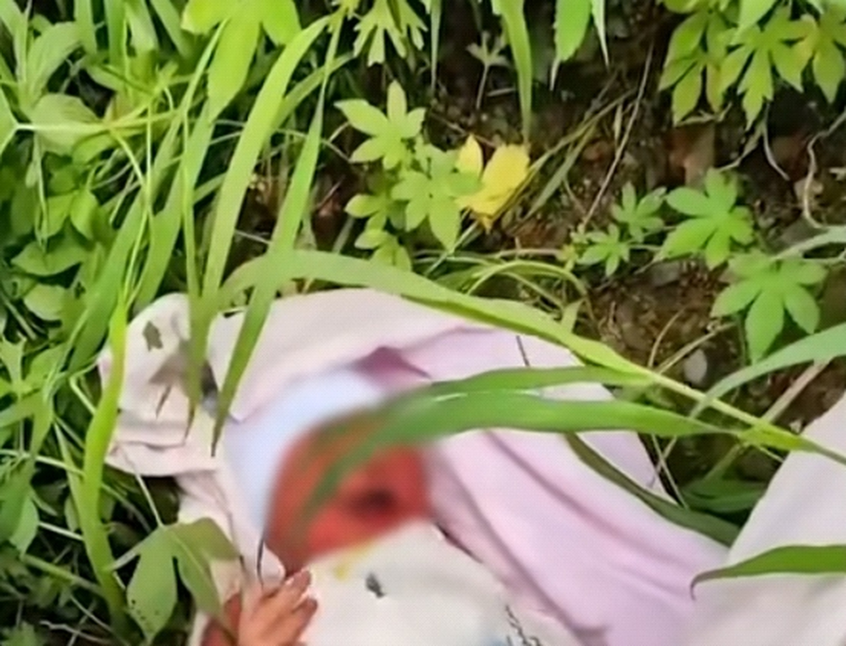 被遗弃的宝贝竟然还活着】几天大女婴被遗弃路边草丛,好心人发现赶紧