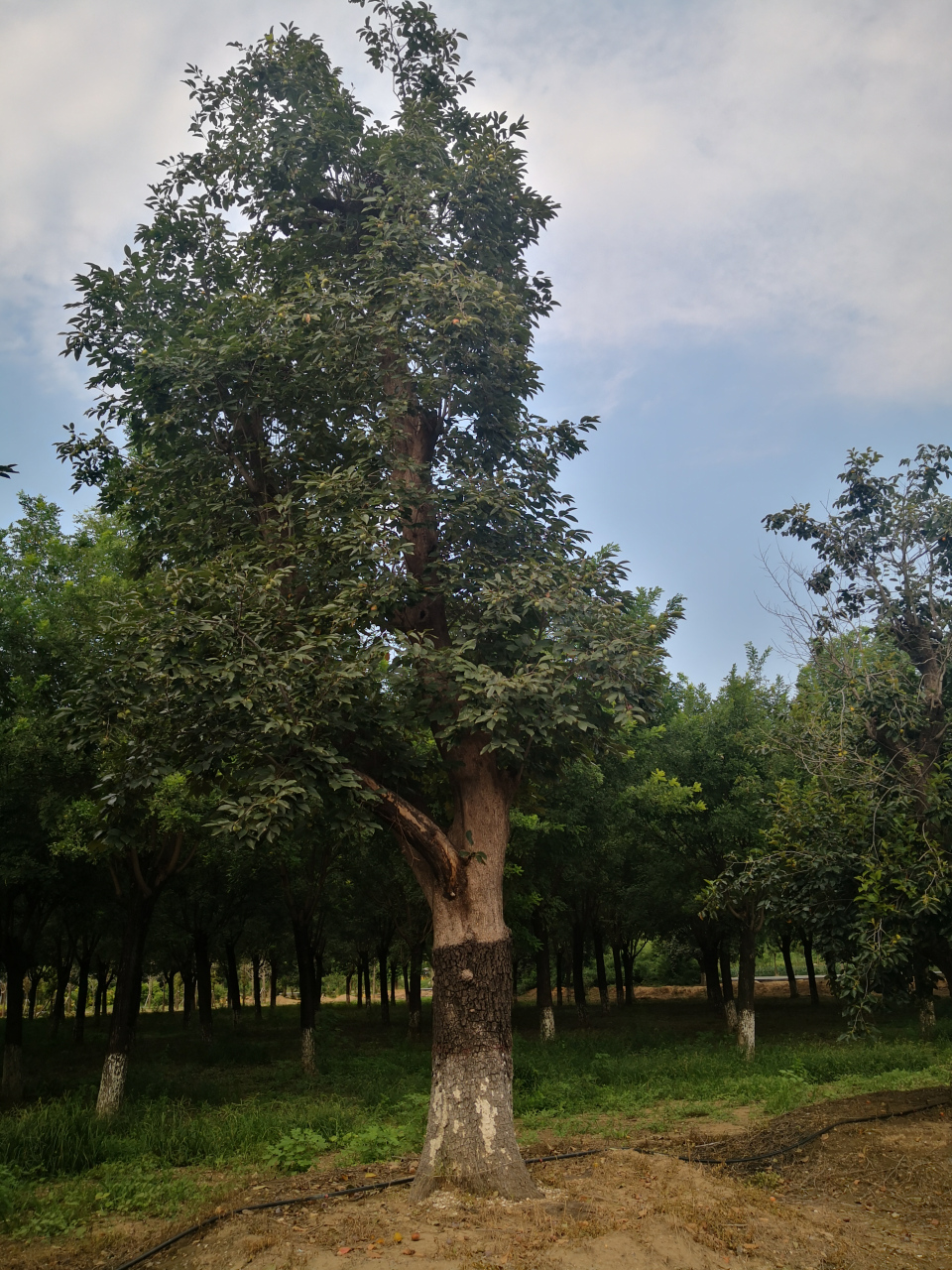 早秋漫游指南# 五陵村位于新乡市凤泉区潞王坟乡东部,相传东汉时