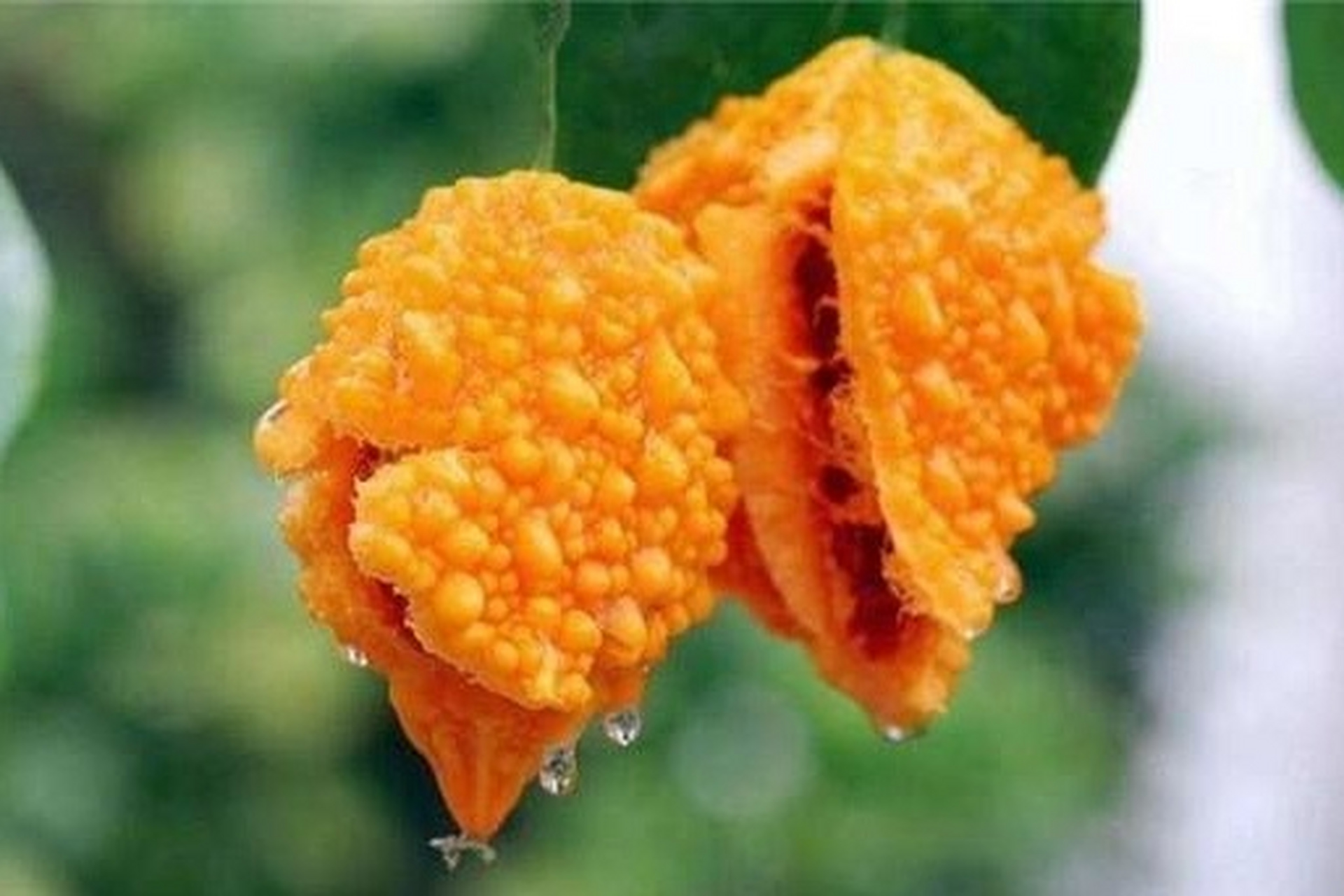 金铃子,是一种生长在两湖地区的植物,又称为"黄金树",其果实被称为"