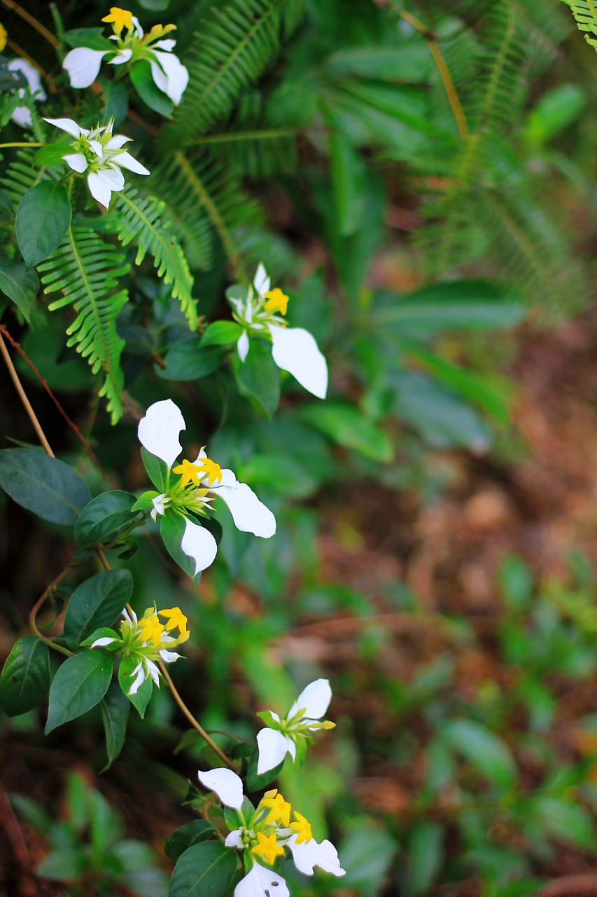 玉叶金花,大家应该很少见吧!