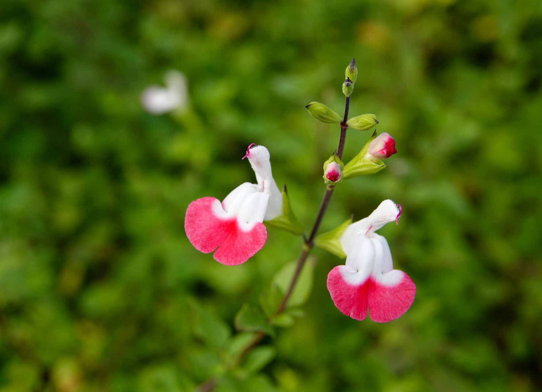 湖北宜昌,公园里的朱唇开花,花瓣颜色鲜艳,酷似小鸟停歇在枝头.