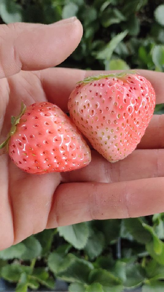 粉玉草莓采摘价格过百的草莓品种
