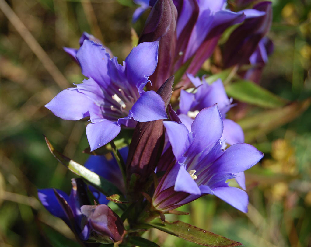 云南深度游:花之旅