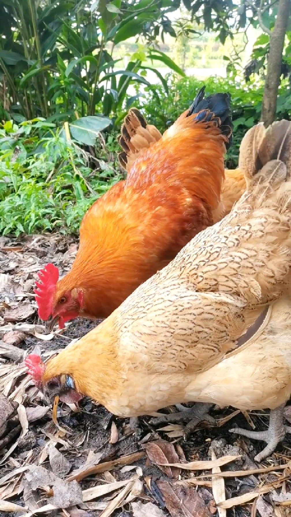 乡村土鸡的幸福生活,这只公鸡是个暖男