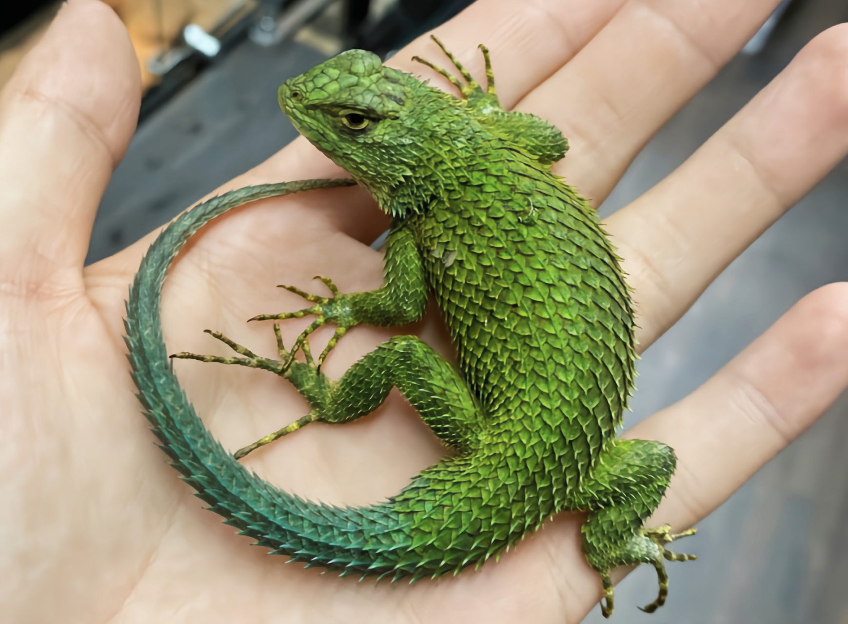 每天认识一种动物——孔雀针蜥 孔雀针蜥别名孔雀刺蜥原产于中美洲