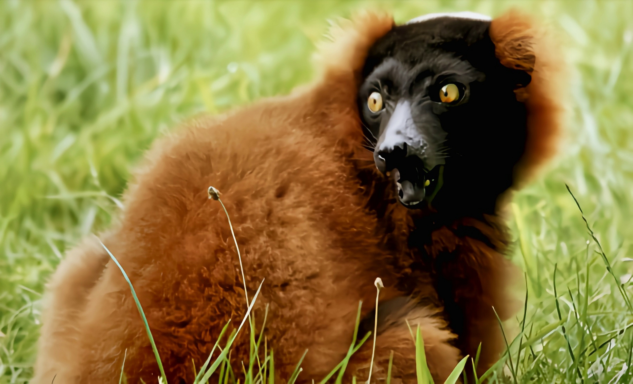 每天认识一种动物——红领狐猴 红领狐猴马达加斯加特有物种,极度濒危